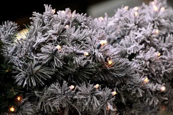 Tradicionales luces intermitentes de Navidad en ramitas verdes árbol de pino cubierto de capa de nieve en invierno. Ramas de abeto con bulbos de luces de arroz de cuerda. Adornos a la celebración de Navidad, escena de vacaciones . —  Fotos de Stock