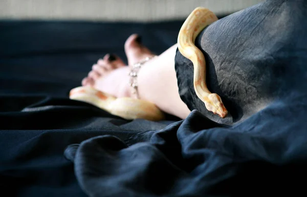 Pierna de mujer con serpiente. Boa constrictor albino se desliza en pie y pierna femenina con joyas de belleza, pulsera. Serpiente no venenosa se arrastra a través de la cama cubierta negra. Reptil exótico de sangre fría. Concepto de mascota . —  Fotos de Stock