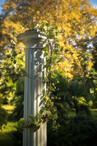 Ivy örüleceği Kaide