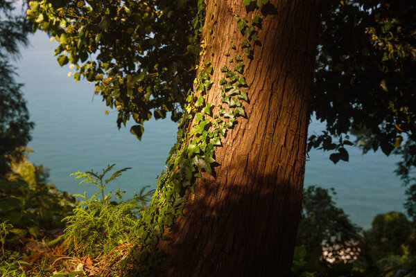 Ivy on a tree under the sun — Stock Photo, Image