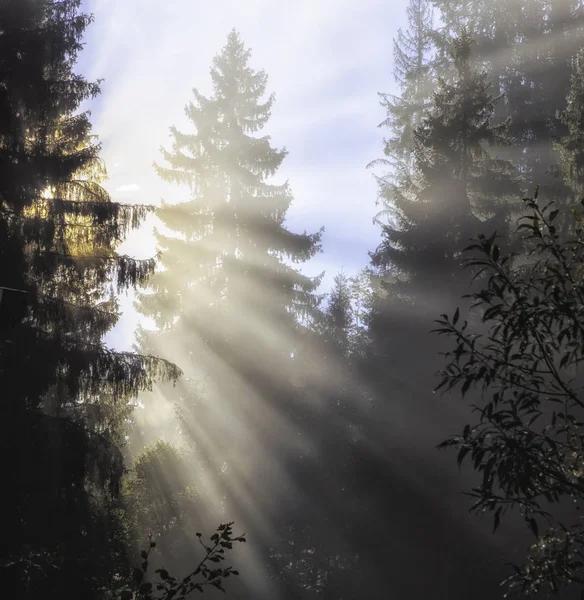 Karpat Dağları. Sabah dağlarda, ışınları sis yollarını aydınlatma ağaçların oluşması.