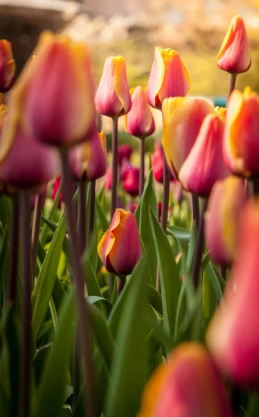 Bahar renkli lale alanı, doğal çiçek arka plan