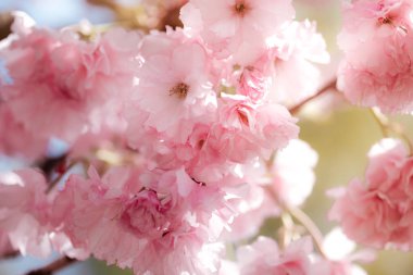 Kiraz çiçeği ağaçlar, doğa ve bahar zaman arka plan. Pembe Sa