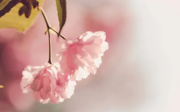 Kiraz çiçeği ağaçlar, doğa ve bahar zaman arka plan. Pembe Sa