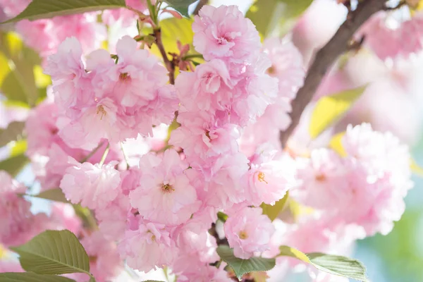 Kiraz çiçeği ağaçlar, doğa ve bahar zaman arka plan. Pembe Sa