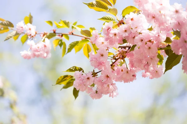 Kiraz çiçeği ağaçlar, doğa ve bahar zaman arka plan. Pembe Sa