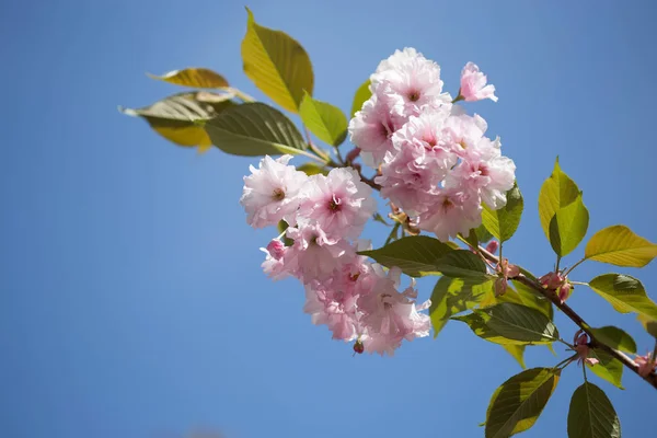 Kiraz çiçeği ağaçlar, doğa ve bahar zaman arka plan. Pembe Sa