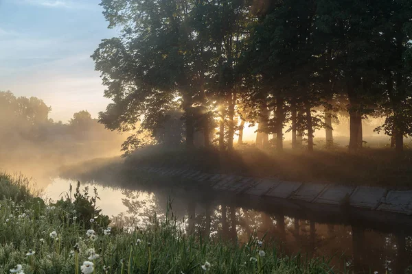 güzel doğal yaz arka plan. Güneş ışınları bir ağaç geçmek