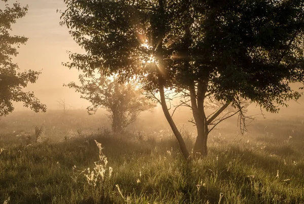 güzel doğal yaz arka plan. Güneş ışınları bir ağaç geçmek