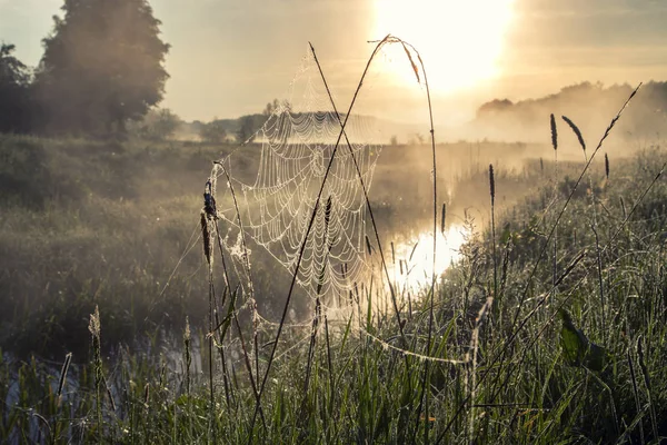 güzel doğal yaz arka plan. Güneş ışınları sis ve ağaç geçmektedir. günbatımı güneş doğarken çiğ spiderweb üzerinde closeup damla 