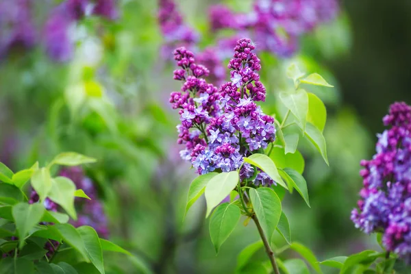 Eflatun çiçekli. Lila Bush Bloom. Pembe Lila güzel grup. Portre. 