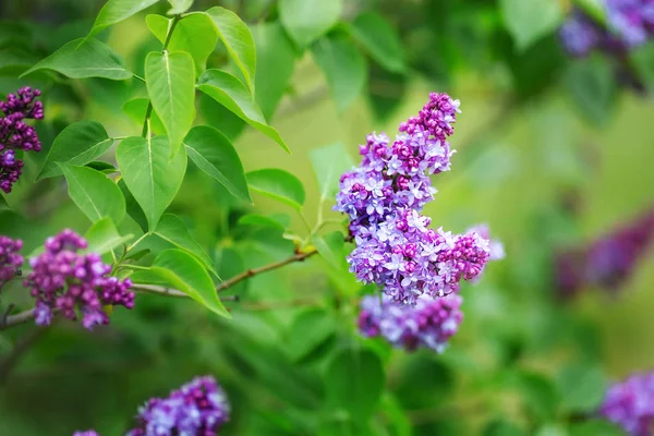 Leylak çiçek açar. Güzel bir demet leylak yakın plan. Leylak Çiçeği. Leylak Çalı Çiçeği. Bahçedeki leylak çiçekleri. 