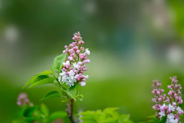 Beautiful fresh pink lilac flowers against blue sky background. Close up of pink flowers. Spring flower, a branch of lilac. Lilac bush. Lilac background. Branch with spring lilac flowers. Selective focus.