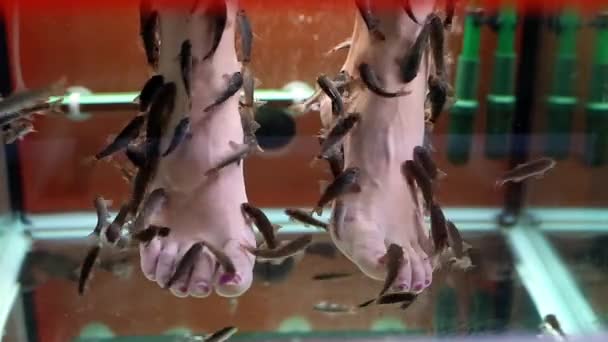 Pescado Peeling pies femeninos. Peces en un acuario — Vídeo de stock