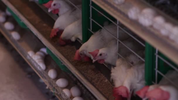 Galinhas picam na alimentação das células e põem ovos — Vídeo de Stock