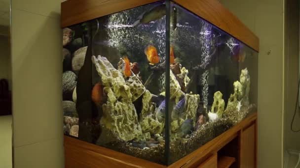 Ryby w akwarium z dekoracjami — Wideo stockowe
