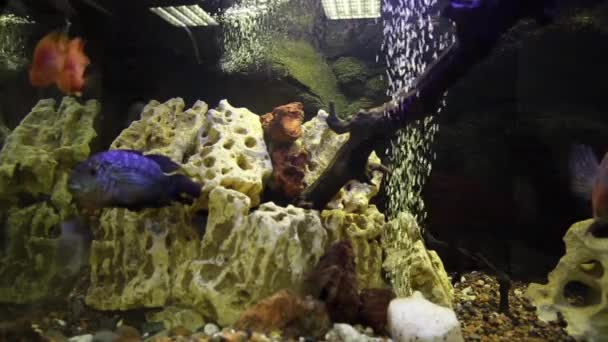 Vissen zwemmen in een aquarium met decoraties — Stockvideo
