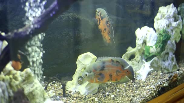 Ryby w akwarium z dekoracjami — Wideo stockowe