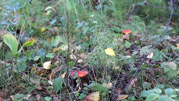 Les mains féminines prennent des champignons et jettent — Video