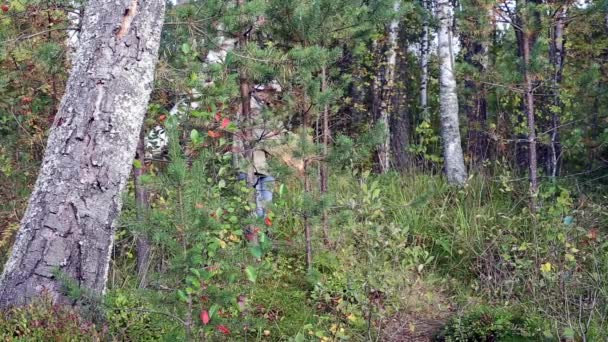 Женщина с корзиной ищет грибы в лесу — стоковое видео