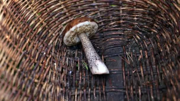 O fungo é colocado em uma cesta — Vídeo de Stock