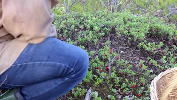 A man collects cranberries with bushes — Stock Video