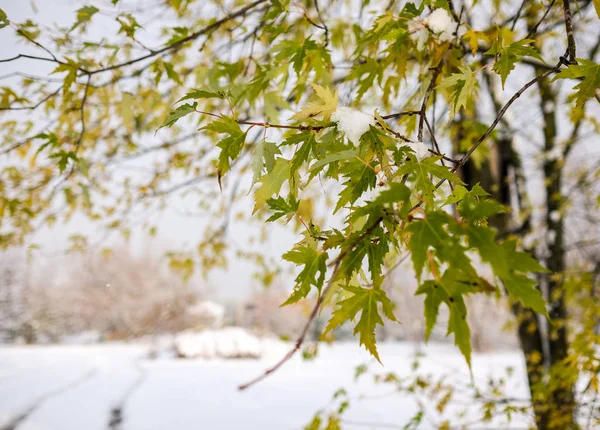 Quercus rubra - ветка из красного дуба с листьями и снегом — стоковое фото