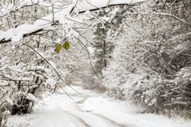 Kış ormandaki küçük karlı yol