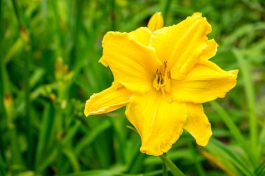 Gün-lily aka coğrafyada