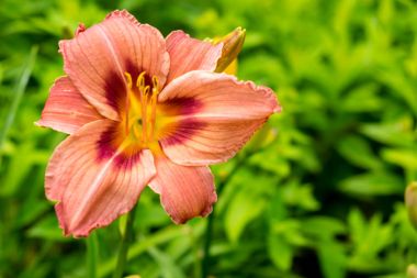 Gün-lily aka coğrafyada