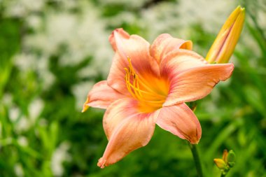 Gün-lily aka coğrafyada