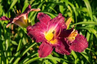 Gün-lily aka coğrafyada