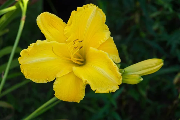 Day-lily aka Hemerocas — стоковое фото