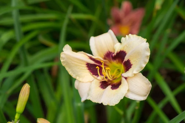 Taglilie aka Hemerocallis — Stockfoto