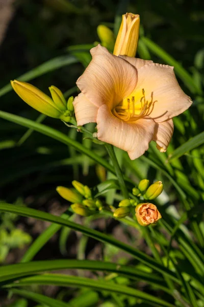 Ліліп aka Hemerocallis — стокове фото