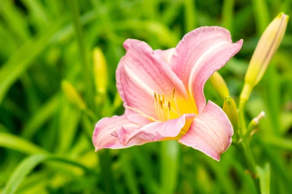 Ліліп aka Hemerocallis — стокове фото