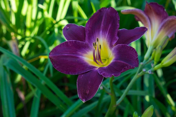 Taglilie aka Hemerocallis — Stockfoto