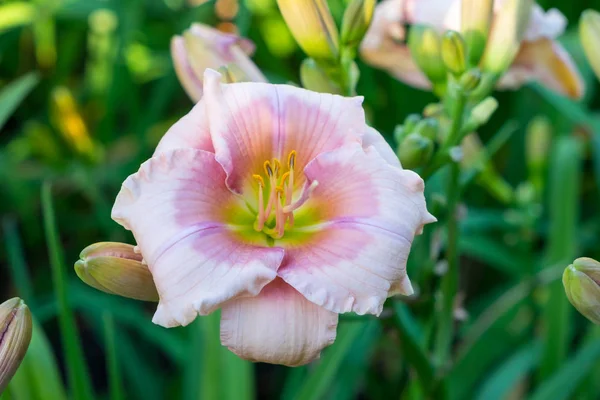 Taglilie aka Hemerocallis — Stockfoto