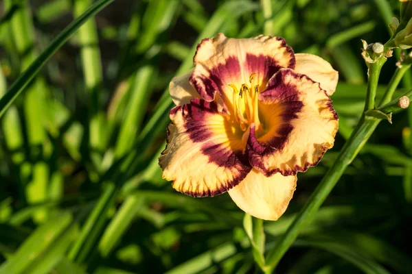 Taglilie aka Hemerocallis — Stockfoto