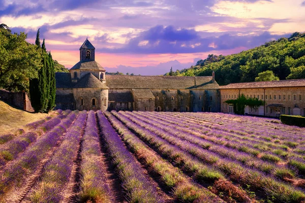 Лаванда поля в Senanque монастирі, Прованс, Франції — стокове фото