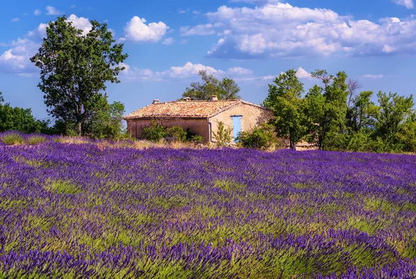 Kvetoucí pole levandule v Provence, Francie — Stock fotografie