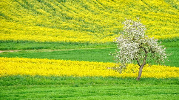 Kvetoucí jabloň na kvetoucí pole grošů — Stock fotografie