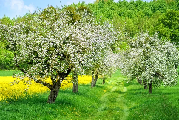 Fioritura vicolo di melo bianco e campo di colza gialla — Foto Stock