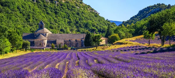 Kvetoucí levandule pole v Senanque opatství, Provence, Francie — Stock fotografie