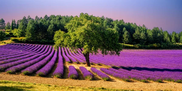 Levandulová pole se stromem v Provence, Francie, na západ slunce — Stock fotografie