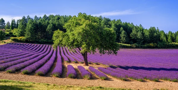 Levandulová pole se stromem v Provence, Francie — Stock fotografie
