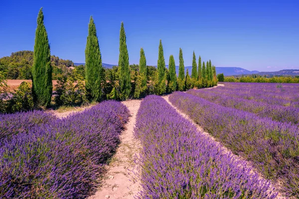 Levandulová pole a cypřiše v Provence, Francie — Stock fotografie