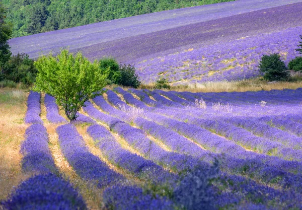 Fioritura di campi di lavanda in Provenza, Francia — Foto Stock