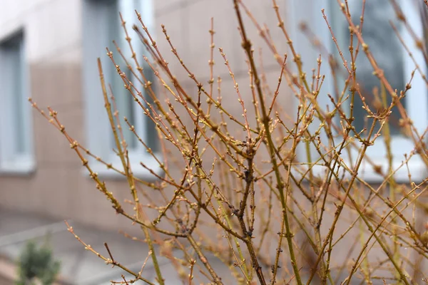 Un paisaje primaveral temprano: ramas contra las ventanas de un edificio — Foto de Stock