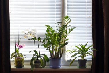 Bir pencere pervazına üzerine Oda bitkilerin birçok Demlikli